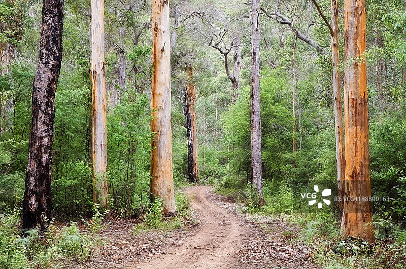沃伦国家公园卡里森林，澳大利亚西部，太平洋图片素材