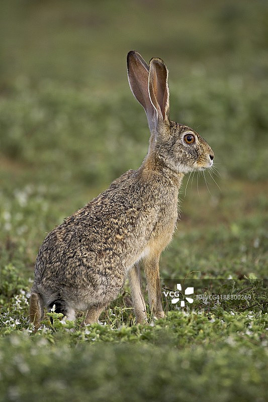 非洲草原兔（Lepus capensis），坦桑尼亚塞伦盖蒂国家公园图片素材