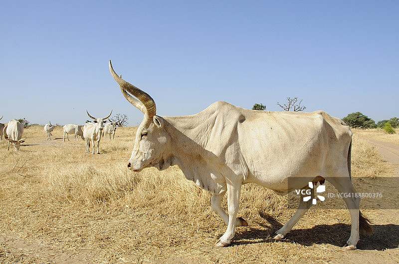 婆罗门牛，塞内加尔，西非，非洲图片素材