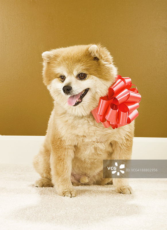 脖子上系着红色蝴蝶结的博美犬肖像图片素材