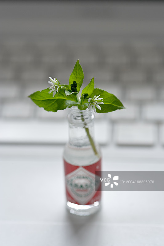 小瓶里的杂草花图片素材