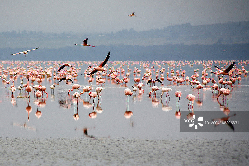 火烈鸟图片素材