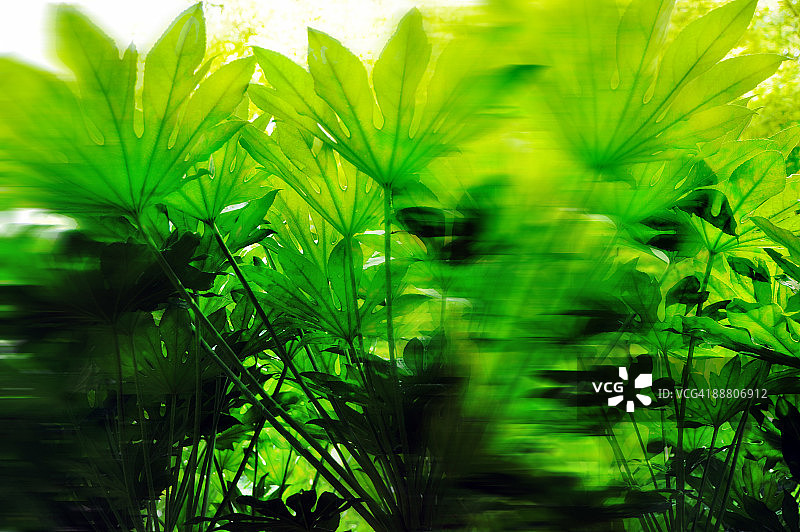 热带植物绿色叶子日式庭院图片素材