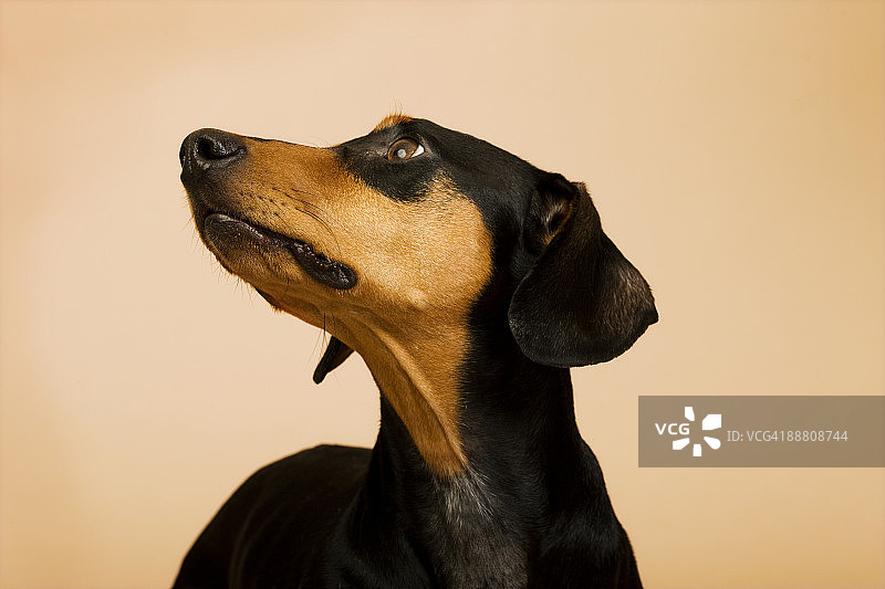 腊肠犬的肖像图片素材