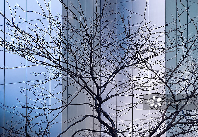 美国纽约花旗集团大厦前的光秃树木图片素材