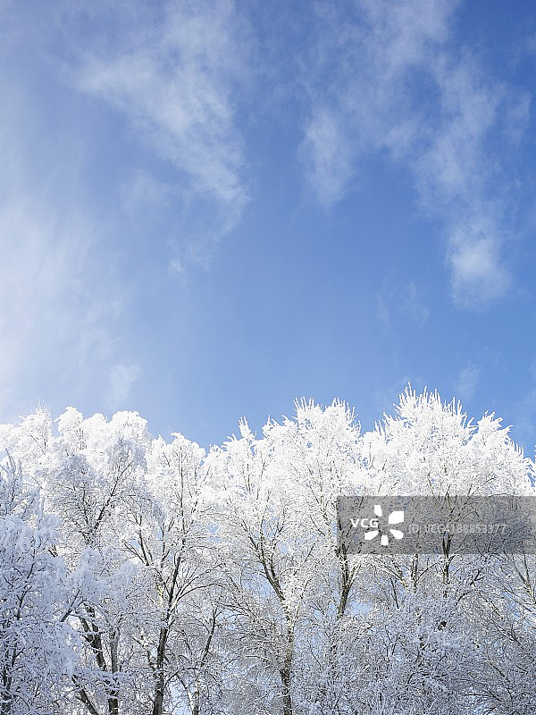 美国科罗拉多州雪 покрытые деревья и голубое небо图片素材