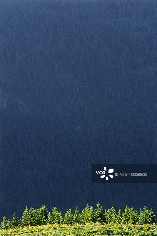 山谷中的杉树图片素材