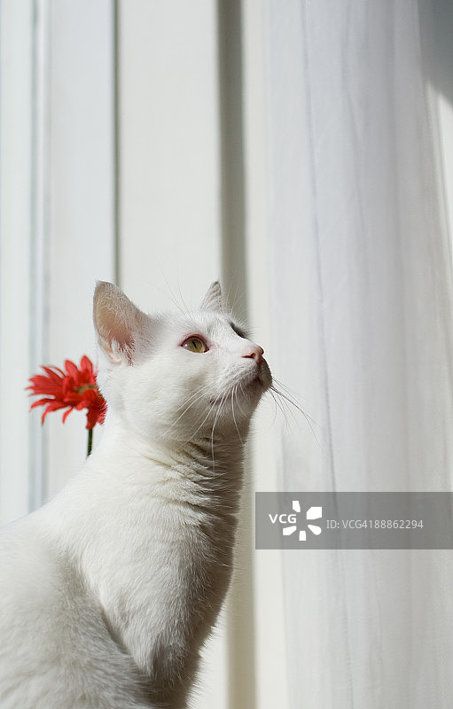 白色猫咪写真图片素材