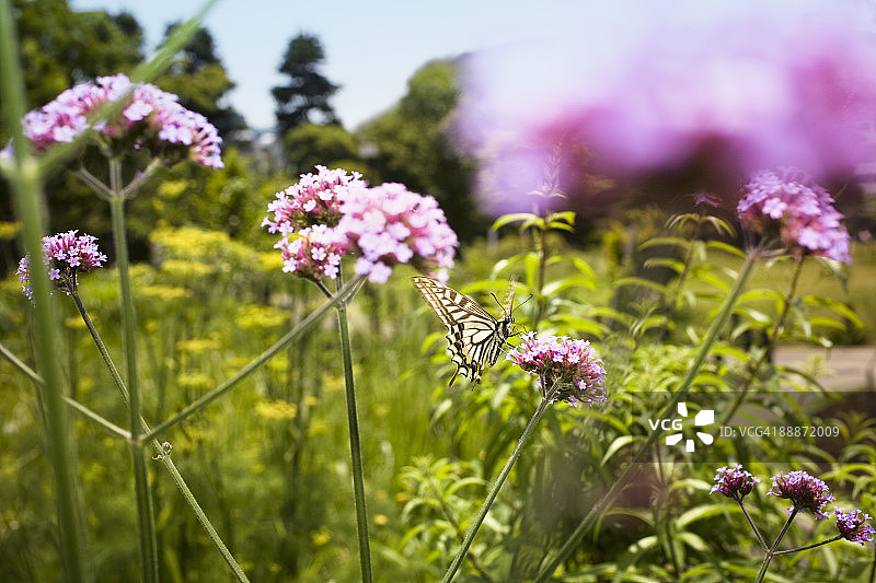 吮吸花蜜的蝴蝶图片素材