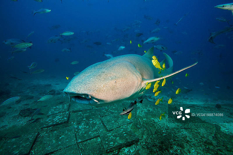 茶色护士鲨图片素材
