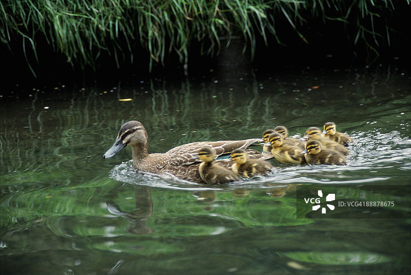 小鸭跟随它们的母亲逆流而上图片素材