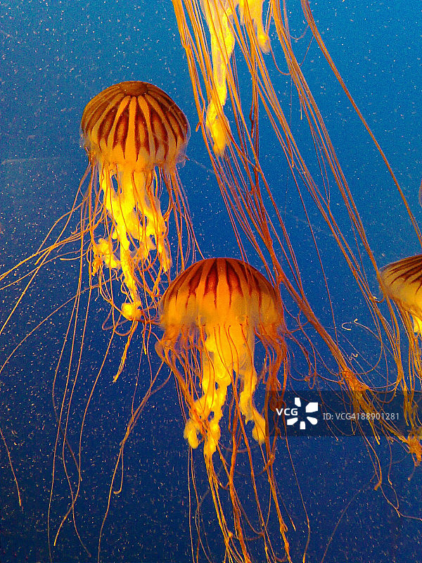太平洋海刺水母图片素材