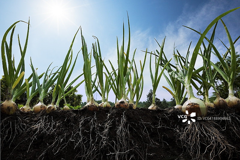 地面上的洋葱侧视图图片素材