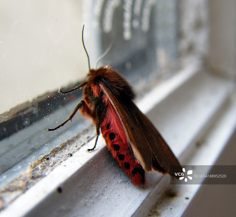 红虎蛾图片素材