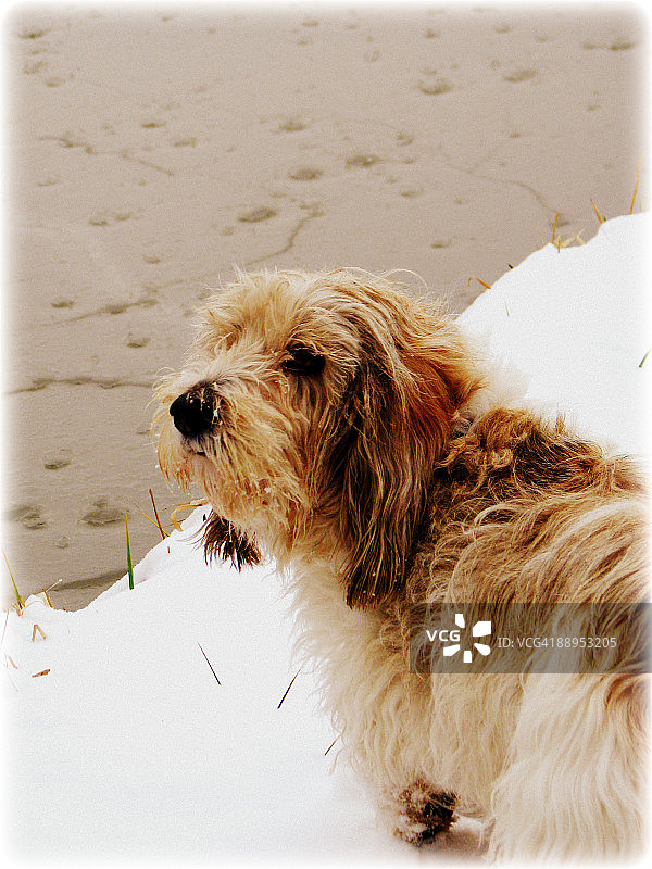 雪地里的小巴赛特格里芬凡迪犬图片素材