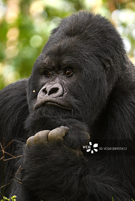 山地大猩猩图片素材