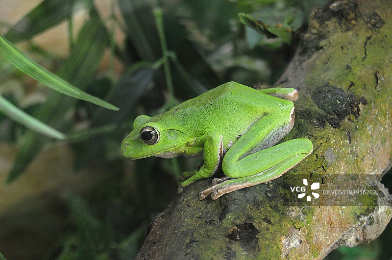 绿树蛙或澳洲树蛙图片素材