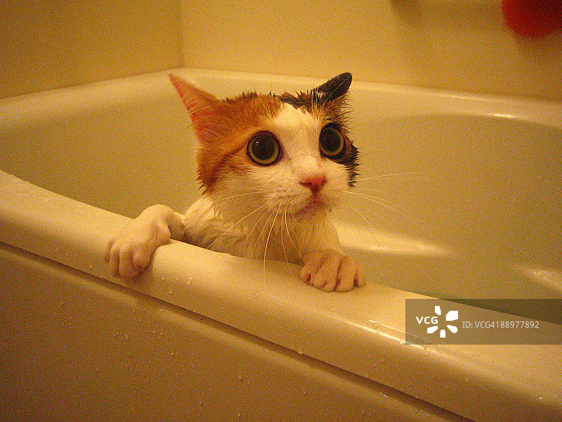 浴缸里的猫图片素材