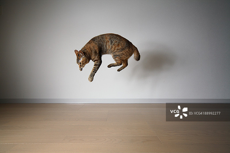 空降猫图片素材