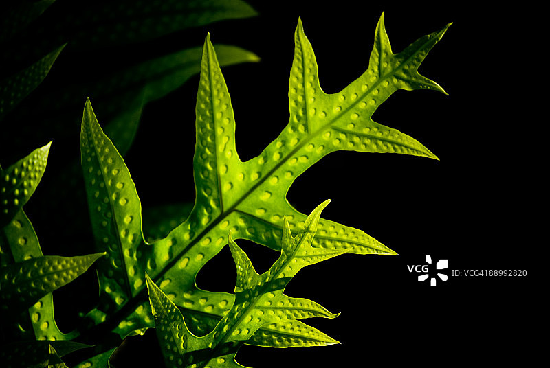 黄色波点绿植图片素材