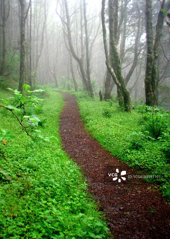 步道的诱惑图片素材