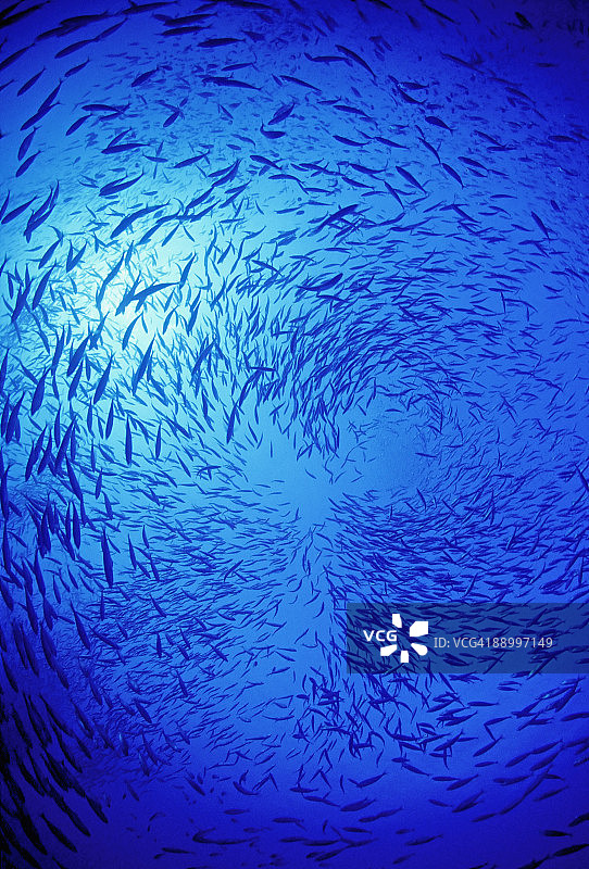 阳光明媚的蓝色海水中鲹鱼群图片素材