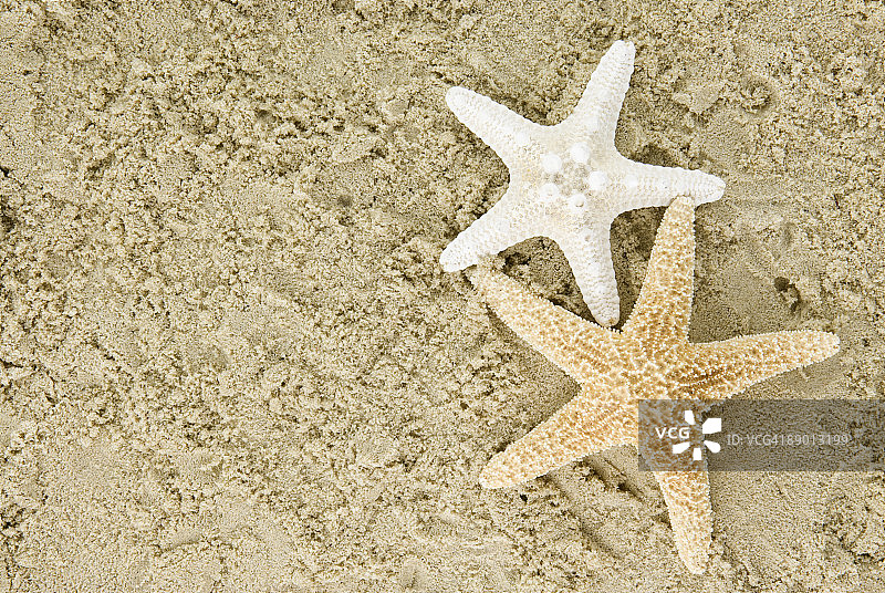 两只海星图片素材