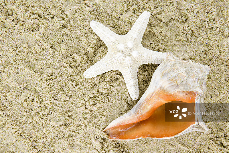 海星与贝壳图片素材