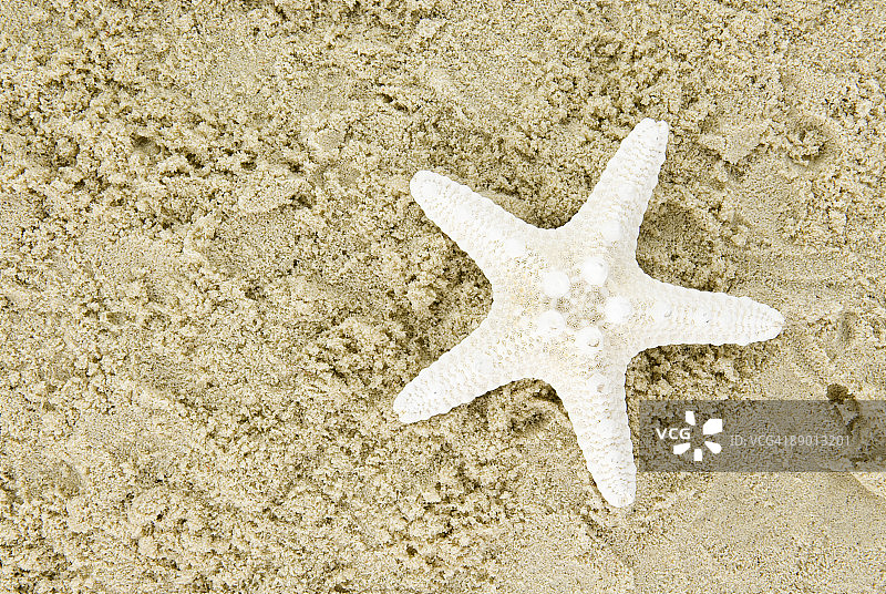 海星图片素材
