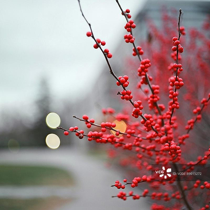 浆果散景图片素材