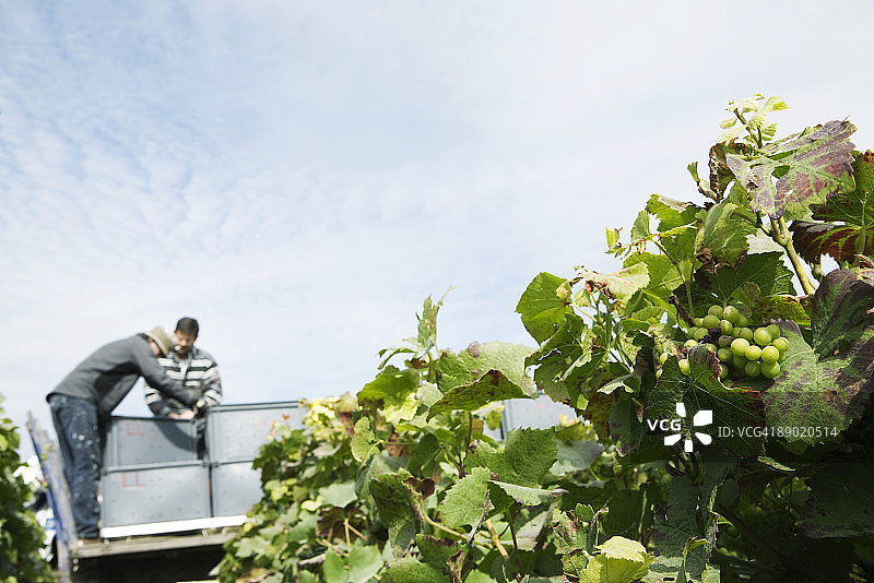 法国香槟-阿登：葡萄园工人采摘葡萄图片素材