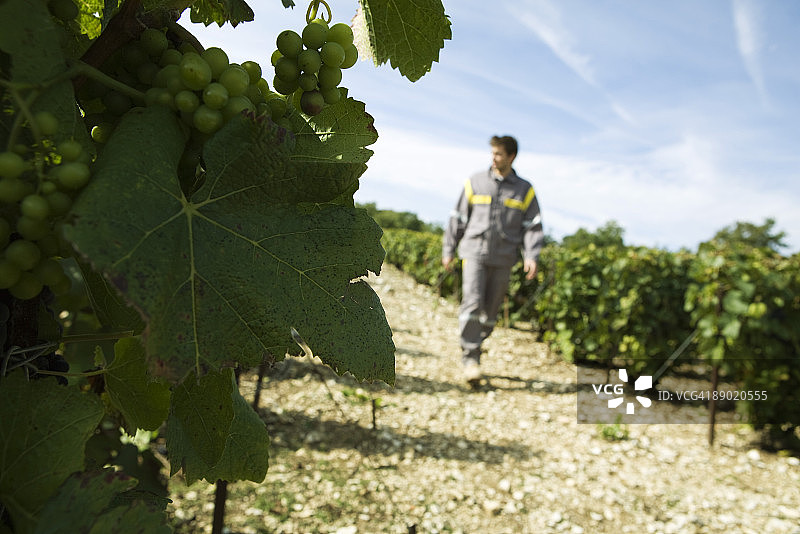 法国香槟-阿登：葡萄藤上的白色葡萄，背景是沿着葡萄园小路行走的人图片素材