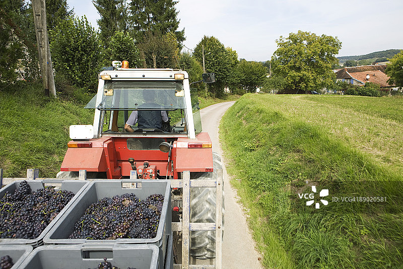 法国香槟-阿登地区奥布省：运输葡萄的车辆行驶在乡间小路上图片素材