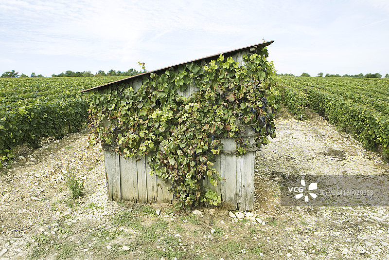 法国香槟-阿登地区葡萄园中废弃的棚屋图片素材