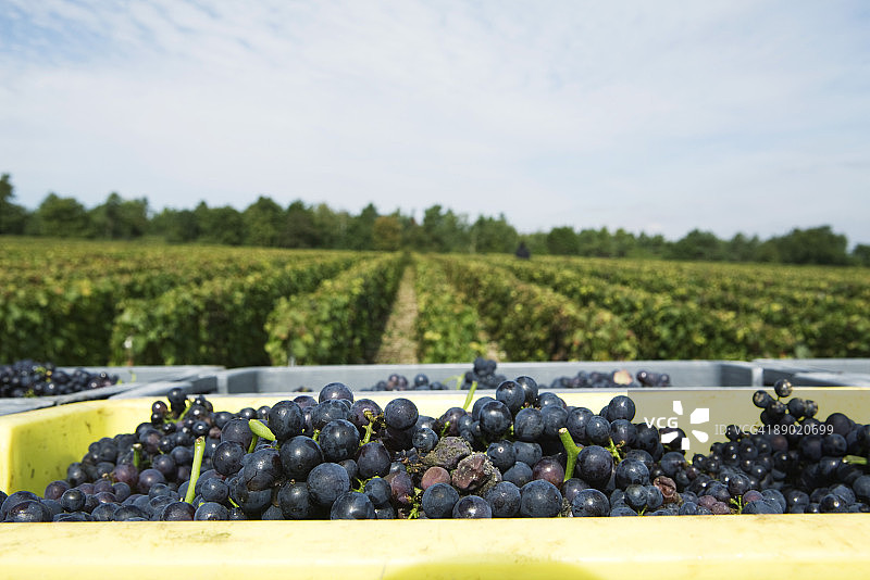 法国香槟-阿登地区奥布，葡萄箱和葡萄园图片素材