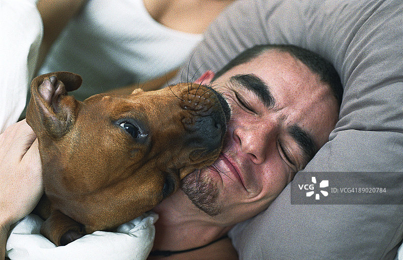 狗舔着熟睡男人微笑的脸图片素材