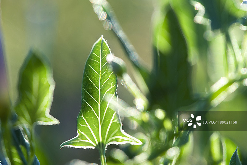 天南星植物，逆光叶子图片素材
