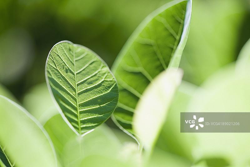 黄栌叶子特写图片素材