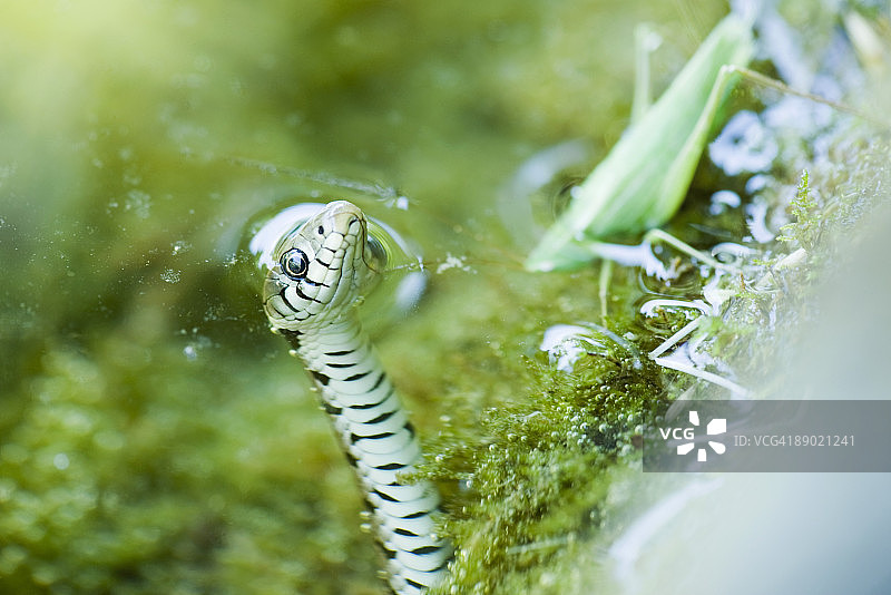 北方水蛇捕食蚱蜢图片素材