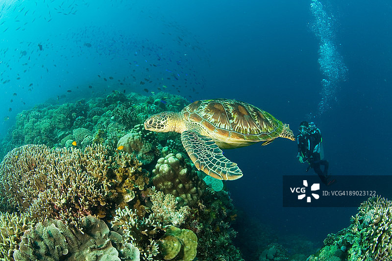 海龟与水肺潜水员图片素材