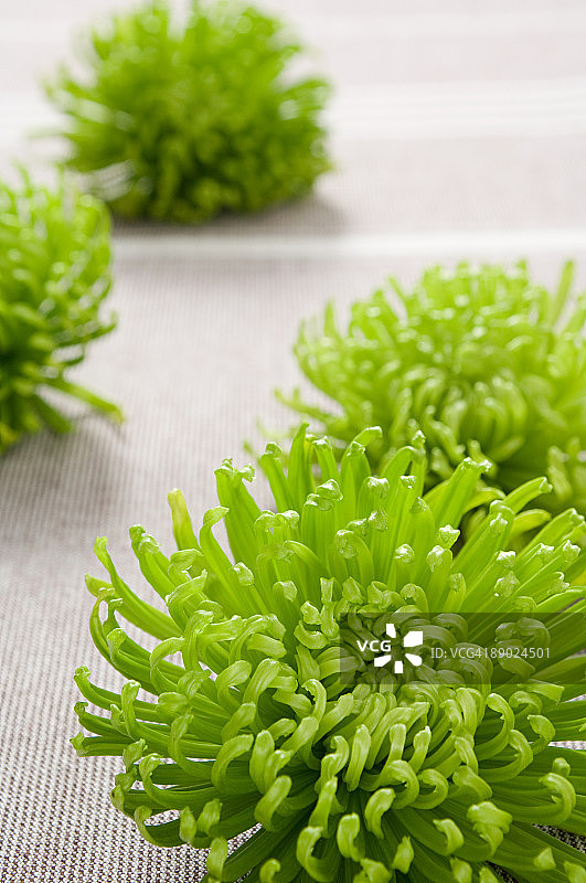 菊花图片素材