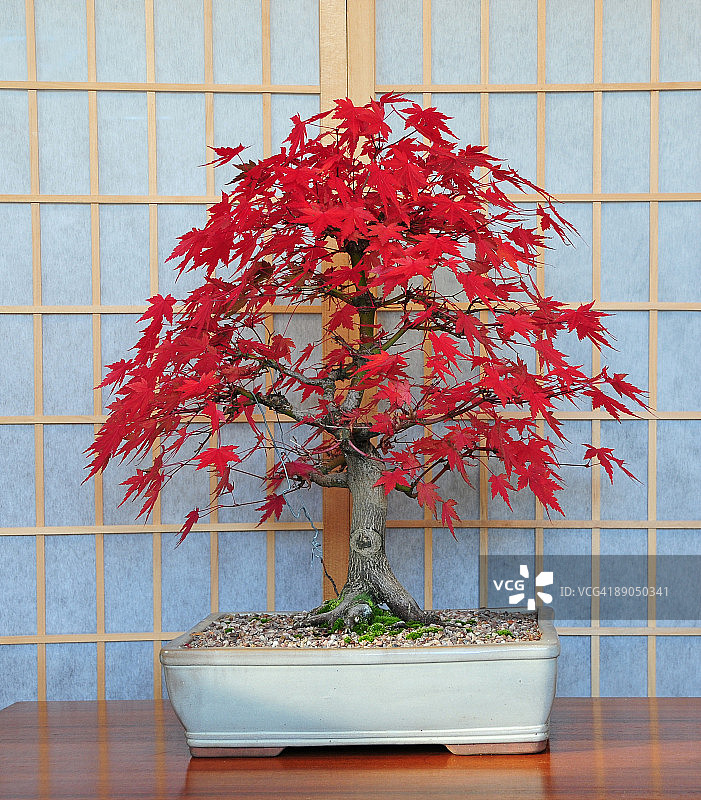 日本山枫盆景树图片素材