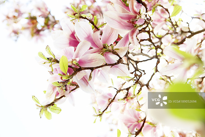 玉兰花图片素材