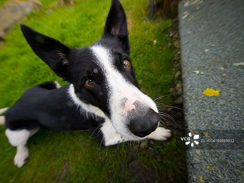 疑惑的狗图片素材