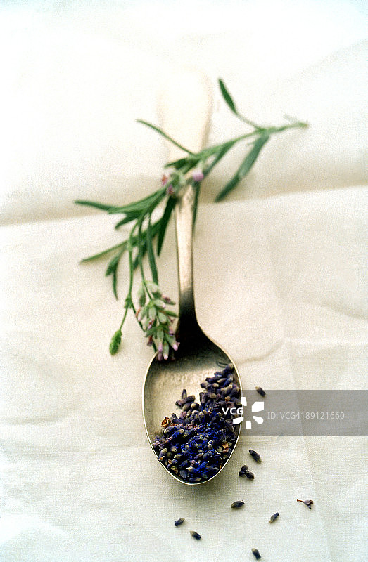 干薰衣草花图片素材