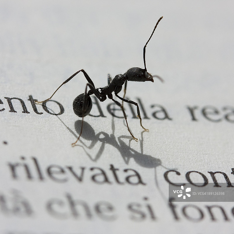 书上的蚂蚁的微距照片图片素材