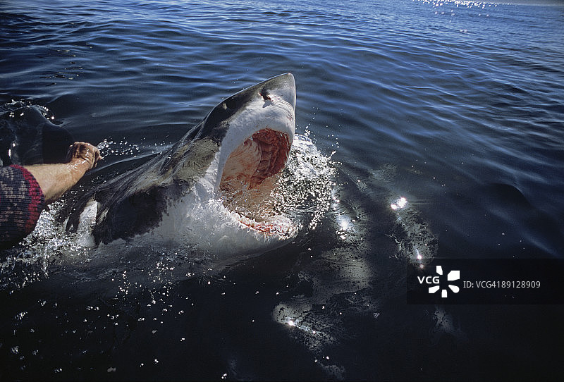 “向上挠痒”的大白鲨图片素材