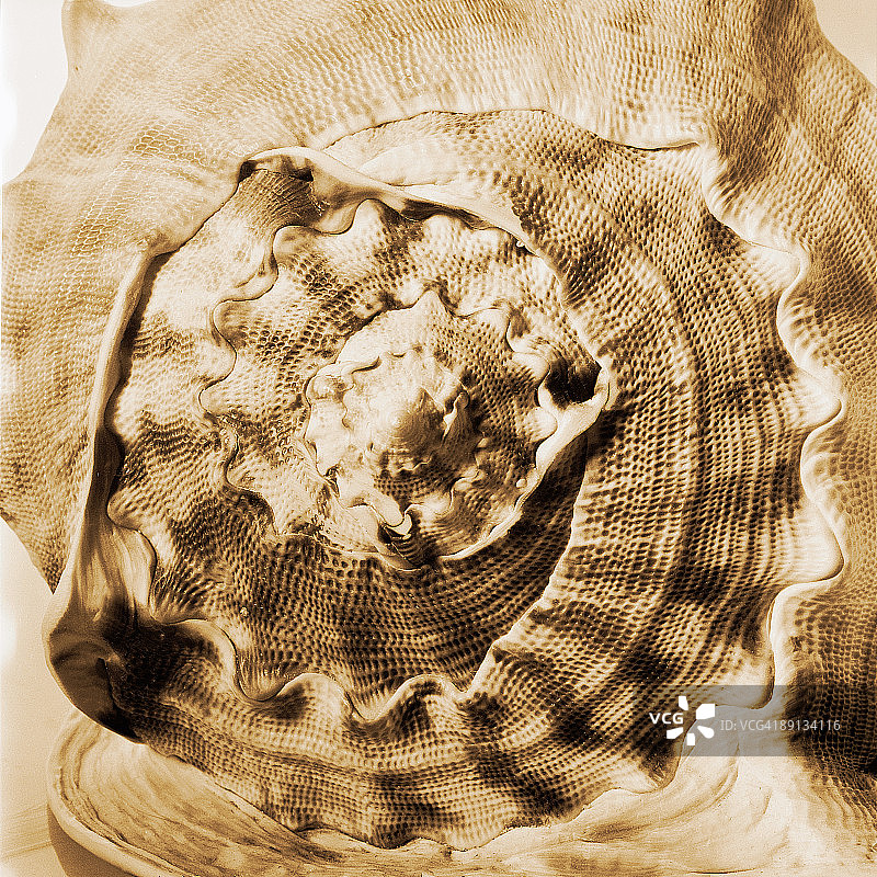 海螺壳特写图片素材