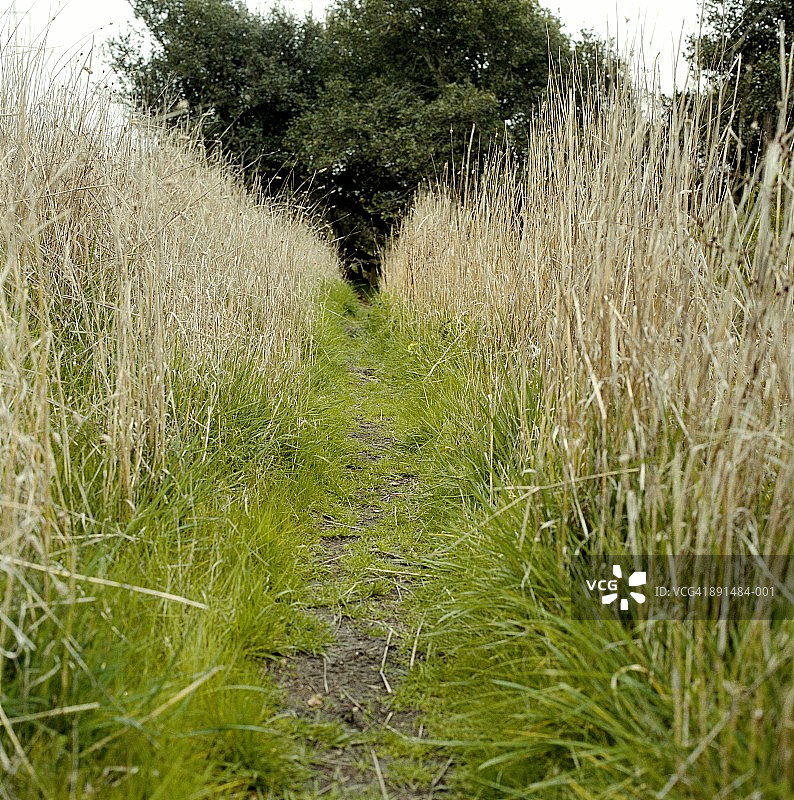 穿过高大灌木丛的小路图片素材