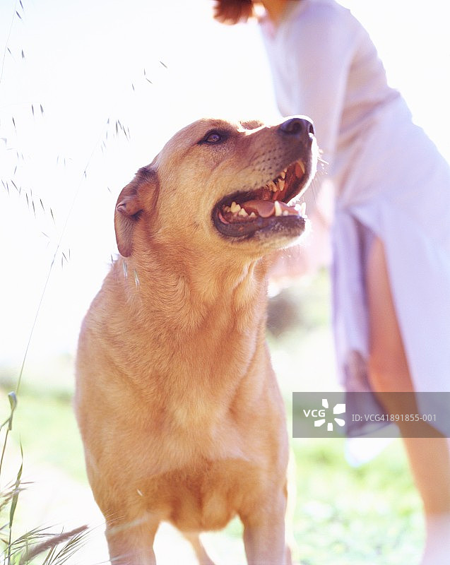 户外的奇努克犬，背景是女性图片素材